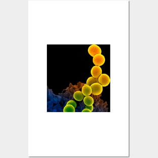 Neutrophil engulfing MRSA, SEM (C018/8597) Posters and Art